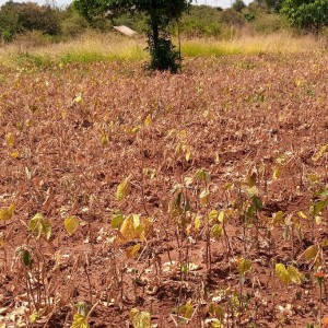 as a drought resistant as it is illustrated by the photo taken on 17th June 2022 –there was extremely low rainfall in the March –May 2022 season; but he crop was harvested 